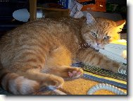 Čekám, kdy mě zavoláš........