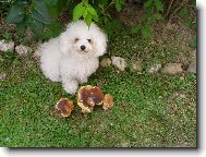 náše nejlepší hledačka hub