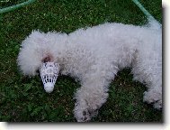 mám hezký čumáček