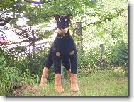 hlídač dobrman s PP