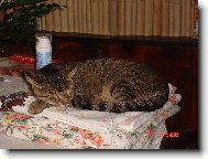 neni peřinka jako peřinka