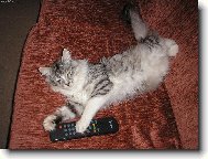 Můj kocourek Jessik =)