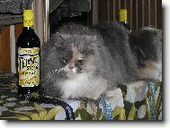 I kočky mají své dny