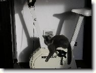 Po noém roku hubnu i já