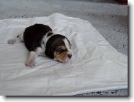 2 denní štěňátko