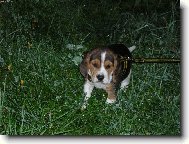 první vycházka v novým domově