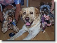 Chiko, Badík, Sára