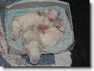 ďáblice Blanský les