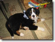 Barunka jako vánoční dáreček.........