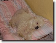 Utahaný po procházce