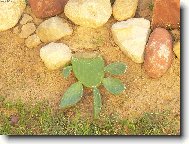 želva z kaktusu :-)