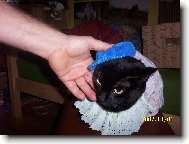 čepička a kocourek