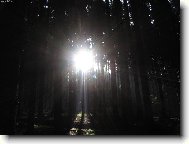 čekání na medvěda