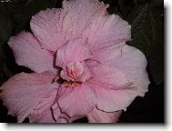 růžová krinolína