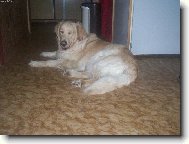 Arkisek pod stromečkem