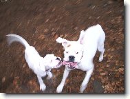 jak je těžké vyfotit boxera...