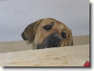 Není tam něco dobrého ?