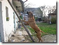 Jak já se jen za tou kočkou nahoru dostanu?