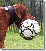 Fotbalista začátečník aneb příliš velké sousto