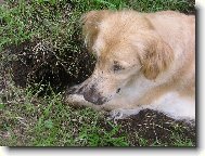 Kočkopes a jeho dílo