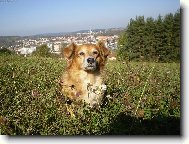 lišák u Týna nad Vltavou