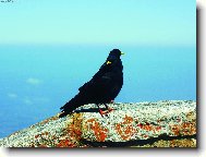 Pan a paní Vránovi :)