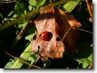 beruška má ráda sluníčko