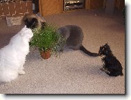 Ajinka a její kamarádi