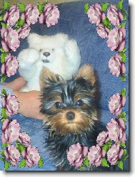 zuzanka a její medvídek