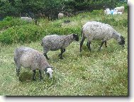 ovečky na Pustevnách