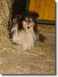 Výstavní pes od koní