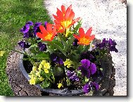 jaro v naší zahradě