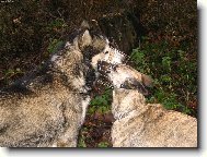 Něco ti pošeptám...