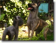 ...no tak už ten klacík hoď !...