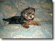 Neluška Ale Umí Pózovat ...