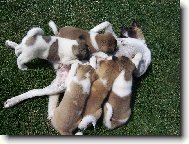 Beena krmí své hladové děti