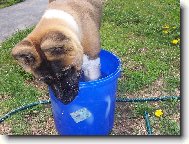 Monty - americká akita