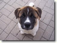 Caby Aobara - americká akita