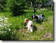 naše toulky zahradou