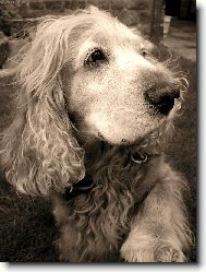 Pes,přítel člověka