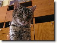 Ty nevíš,že kočky mají vždycky navrch?