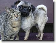 Když dva se rádi mají.....