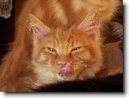 ...furt bysem něco jed´...