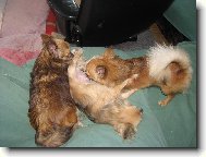 Gynekolog.vyšetření