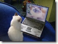 kočky a vzdělávání