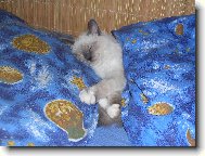 chrrrrrr....pššššš.....