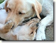 Česí a malý štěnák