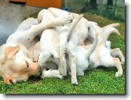 Česí a její roztomile dětičky