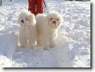 Naše fenky na sněhu