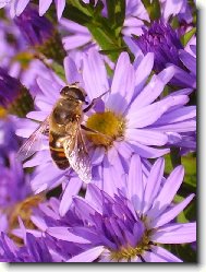 filalová chutná nejlépe